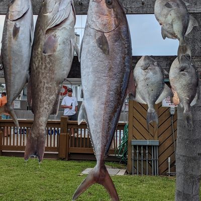 Fintactic charters