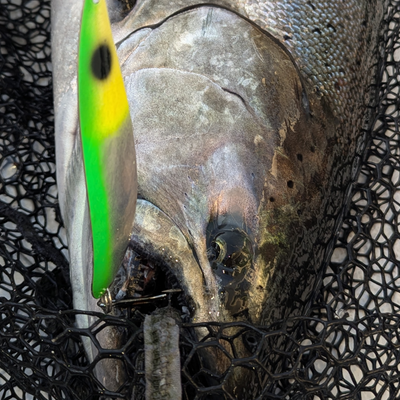 Salmon Express