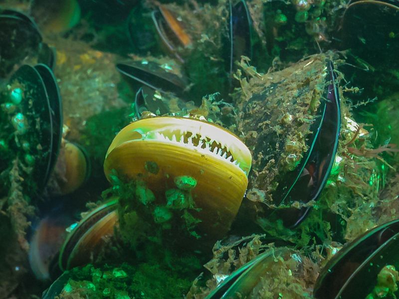 Underwater Mediterranean Mussels