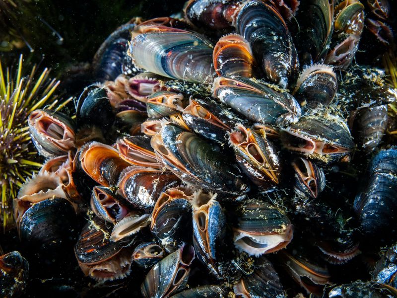 Underwater Blue Mussels
