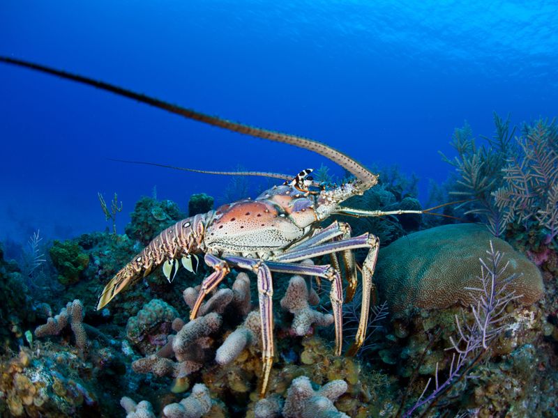 Caribbean Spiny Lobster