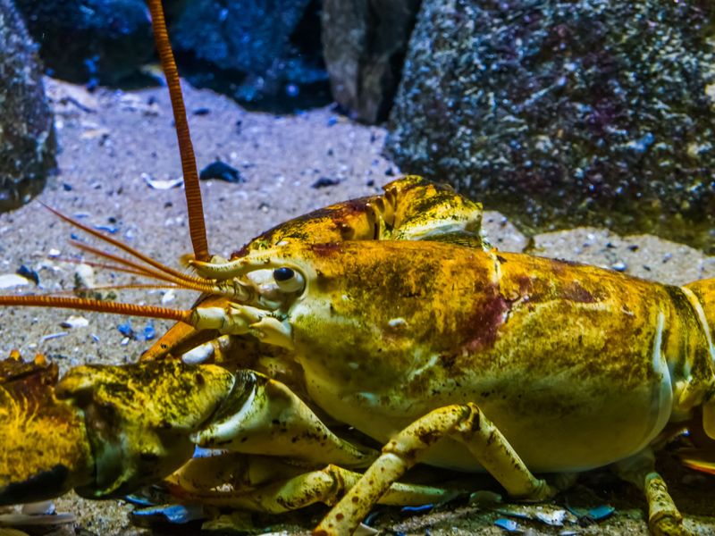 American Lobster
