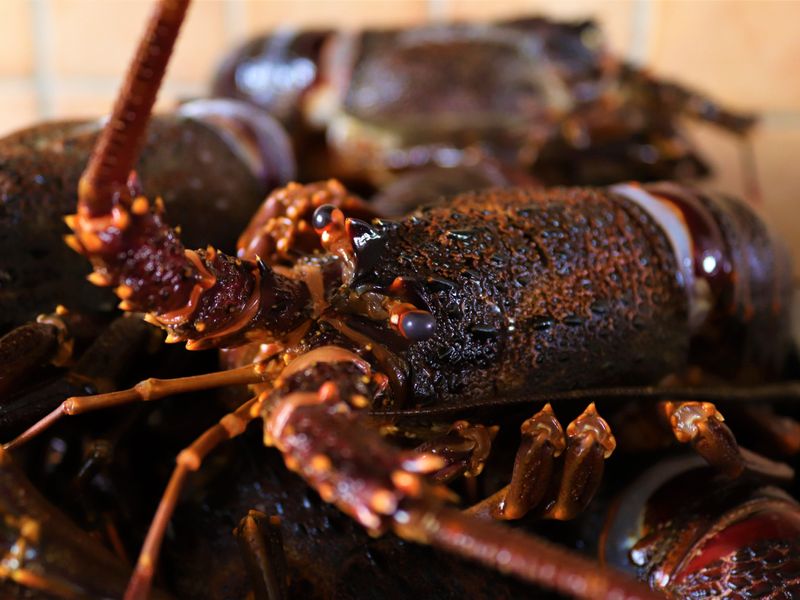 South African rock lobster