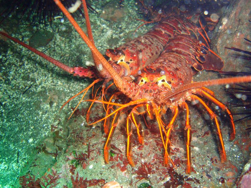 2 California lobsters