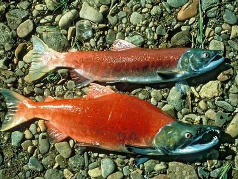 Learn About the Sockeye Salmon – Fishing