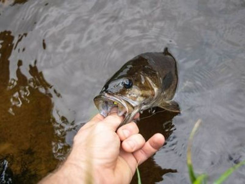 Learn About the Smallmouth Bass – Fishing
