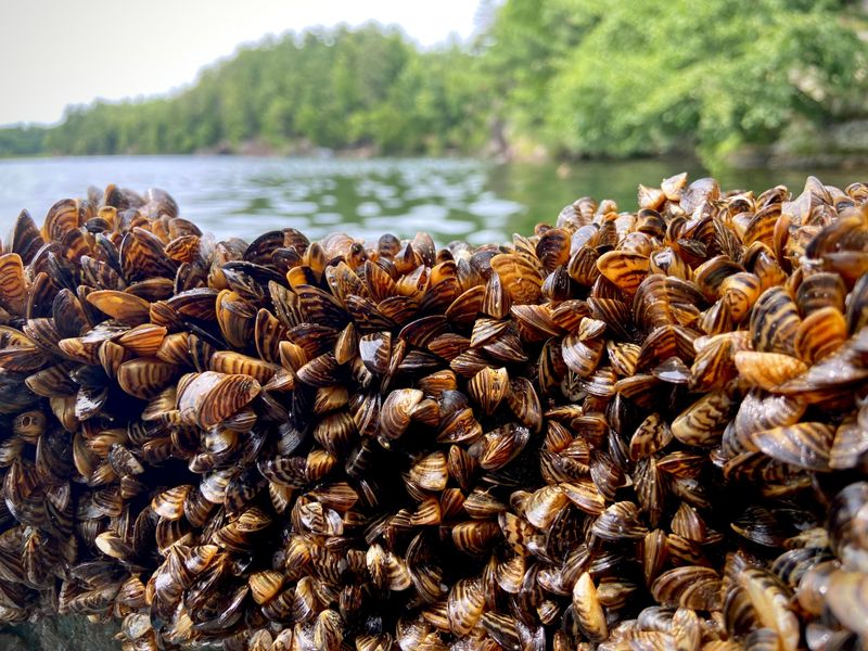 Group of Zebra Mussels