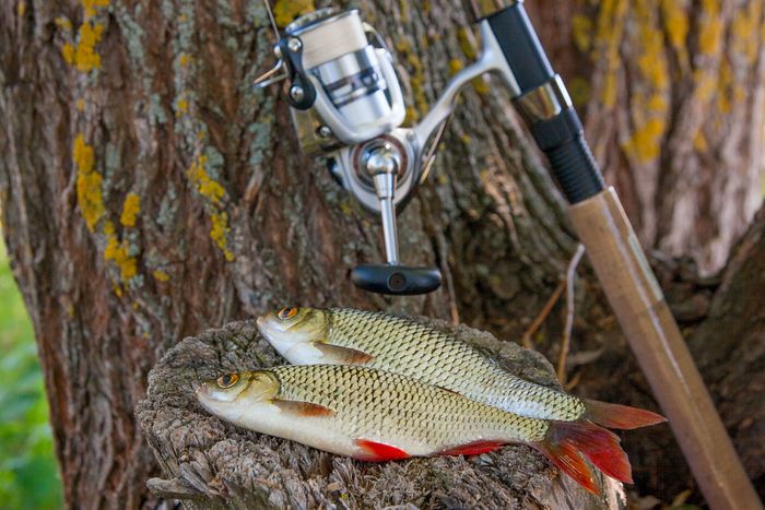 Bass Fishing