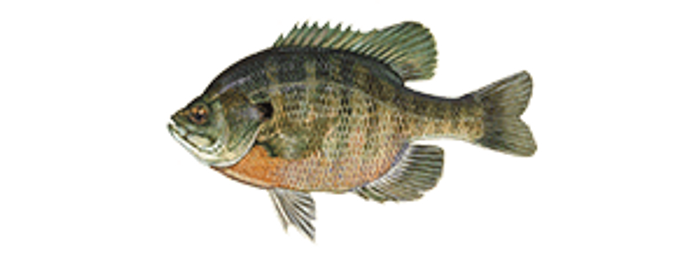 Bluegill Fish