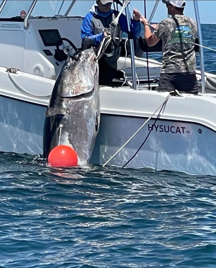 Big Bluefin Caught in Boston MA