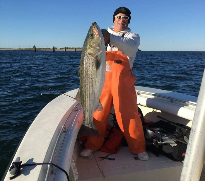 Cape Cod Bay Striped Bass