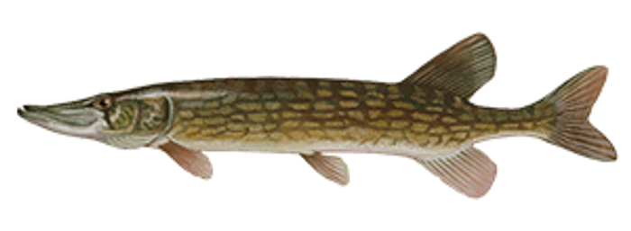 Chain Pickerel Fish