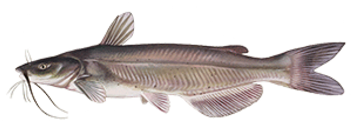 Channel Catfish Fish