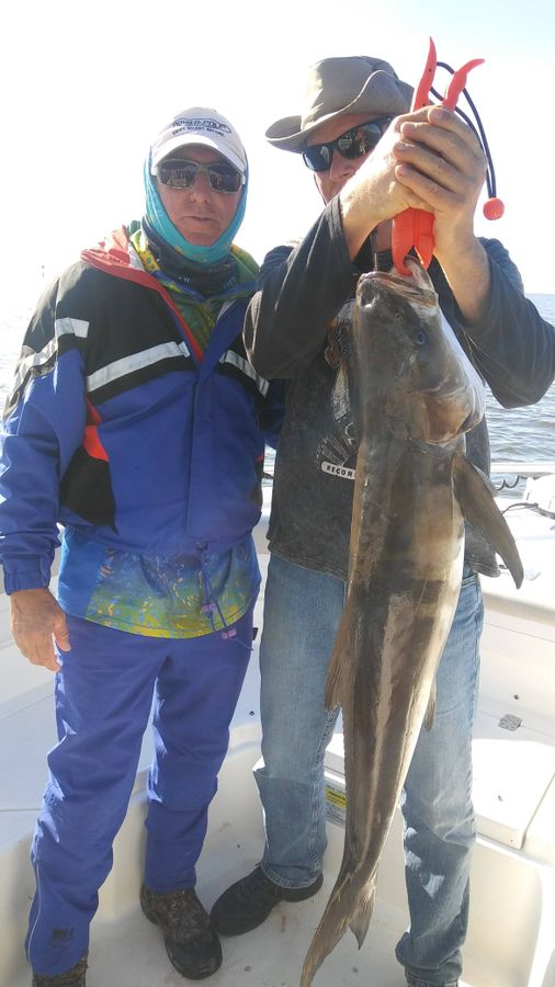 brian lemelin with a huge cobia