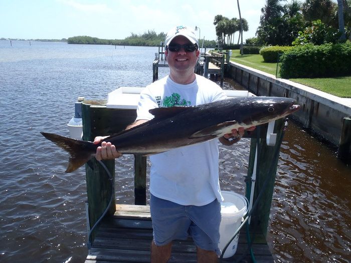 "Cobia!" by WIDTTF is licensed under CC BY-SA 2.0