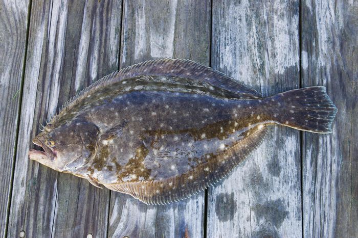 Catching Flounder