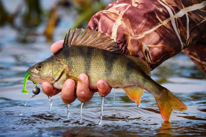 Jigging Technique