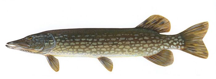 Northern Pike Fish Species