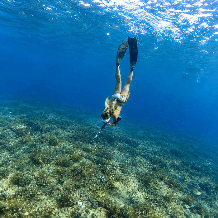 What you can see on Inshore Diving trips