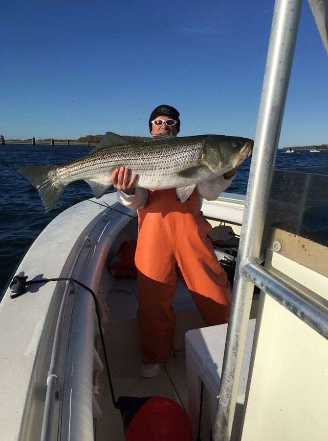 a man holding a giant striped bass