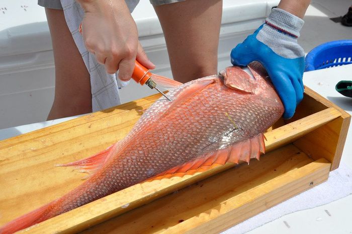 Red Snapper.jpg