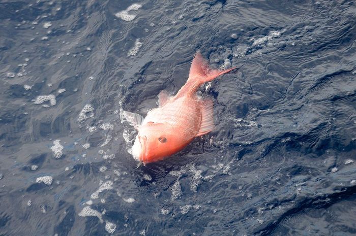 The Red Snapper Returns to the Destin Fishing Rodeo