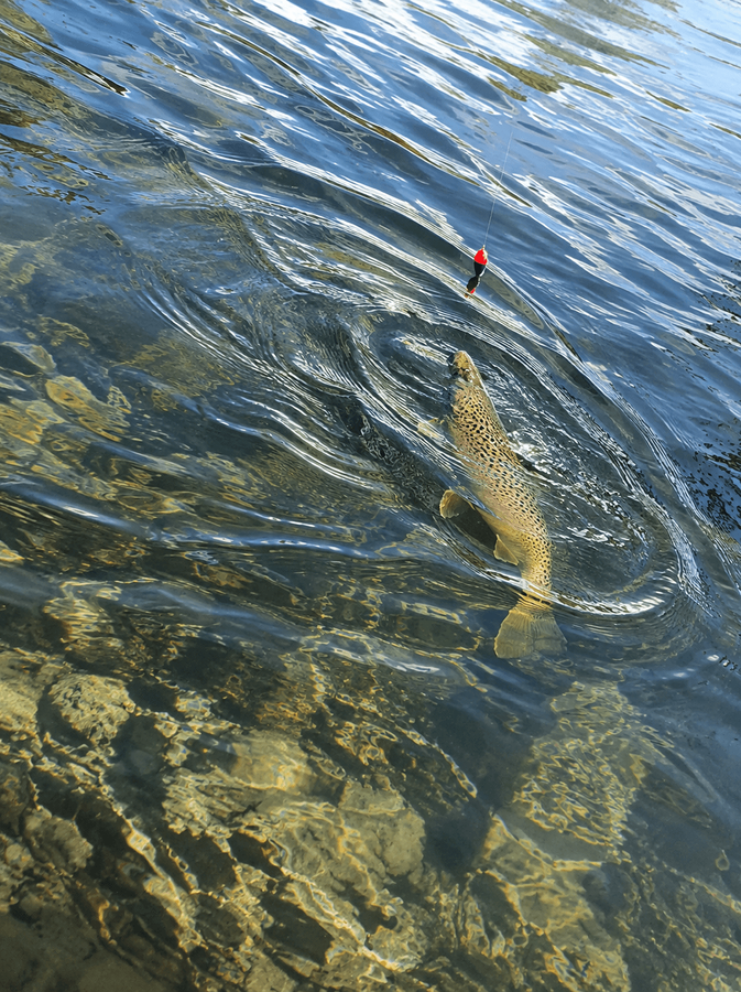 Trout feeding below the surface