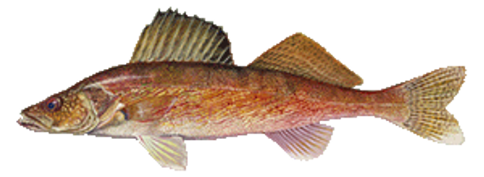 Arctic Char Fish