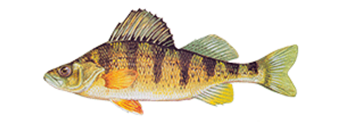 American Yellow Perch Fish