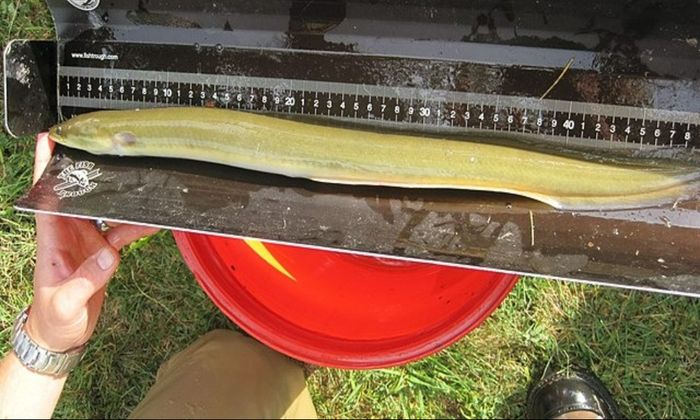 measuring American Eel