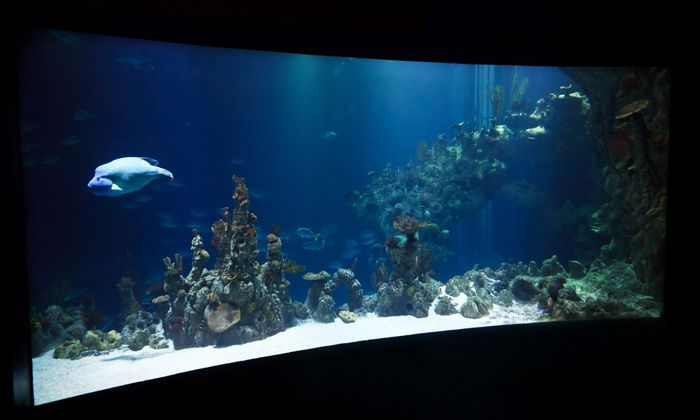 fish, aquarium, tank, dark