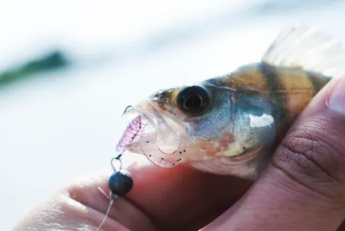 bait for catfish