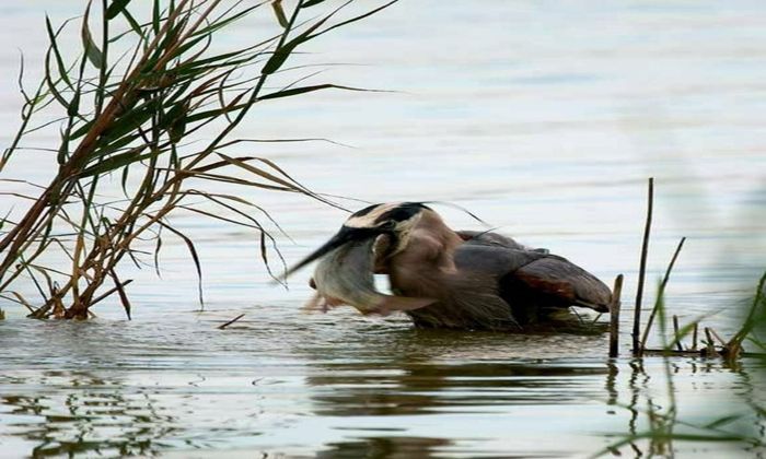 man doing heron bass fishing near vegetation