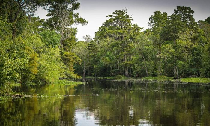 Redfish Fishing in Marshes