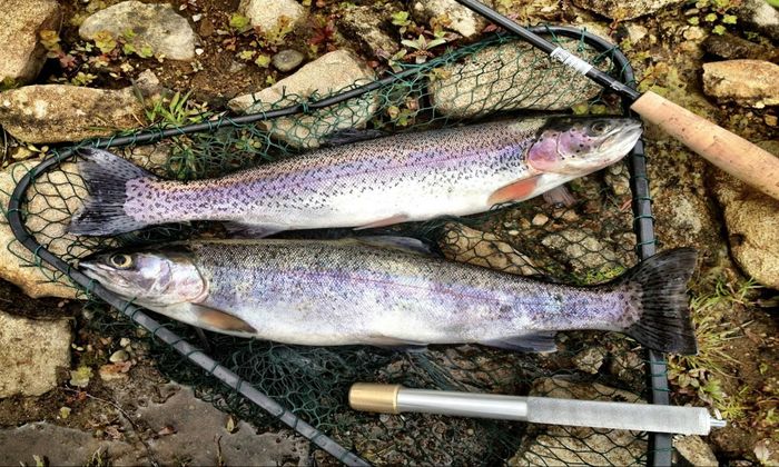 The Best Way To Catch Trout Using a Mackerel-Head Jig