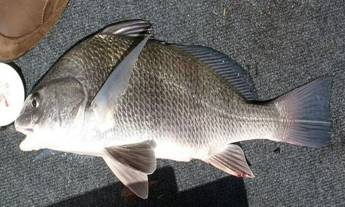 Best Baits and Lures for Black Drum