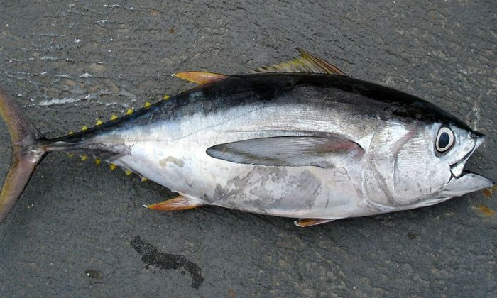 Big Blackfin Tuna