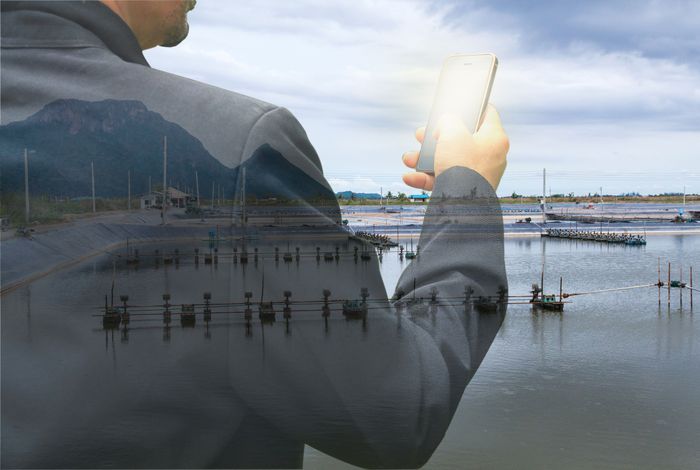business-man-with-smartphone-shrimp-farm-background.jpg