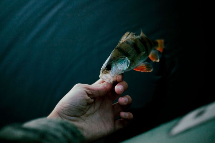 close-up-fisherman-s-hand-with-fresh-fish.jpg