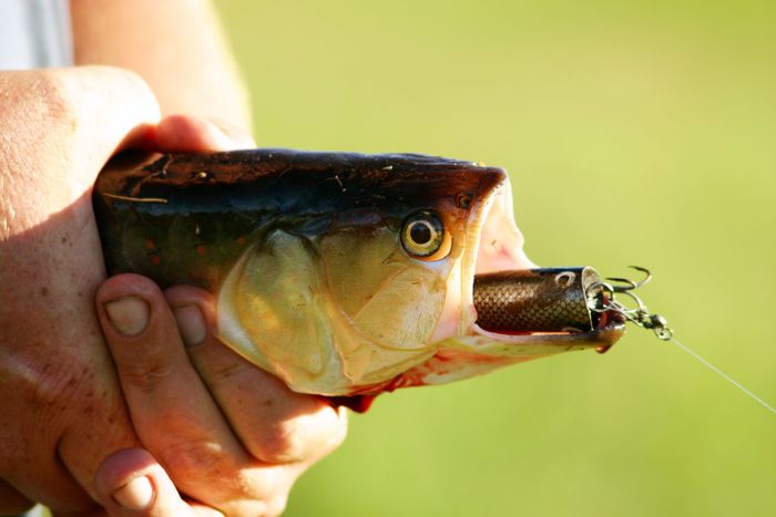 close-up-hand-holding-fish.jpg