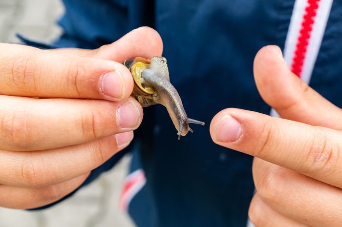 closeup-shot-snail-being-held-hands-male-person-wearing-blue-jacket.jpg