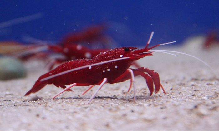 red crayfish in the sea