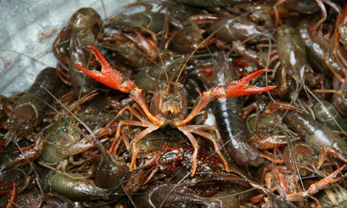Crayfish in Texas