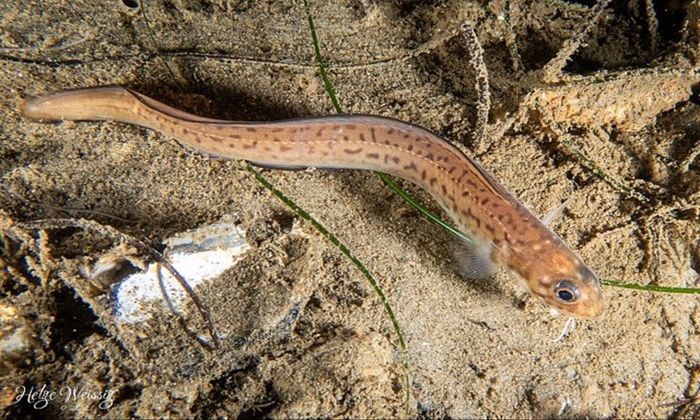 spotted cusk-eel