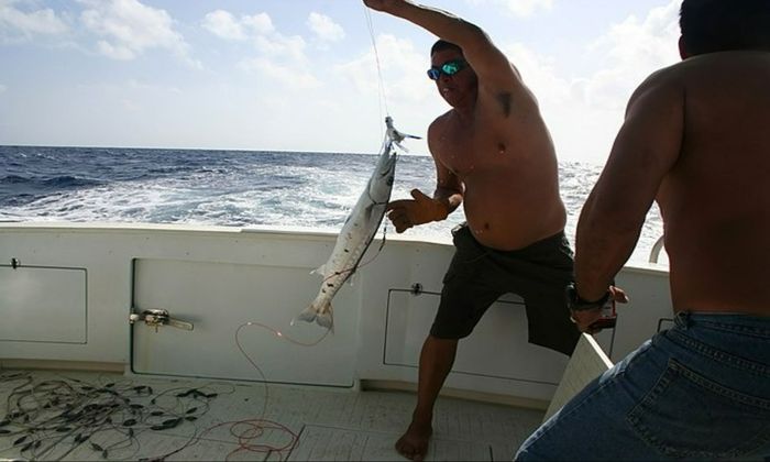 deep sea fishIng barracuda