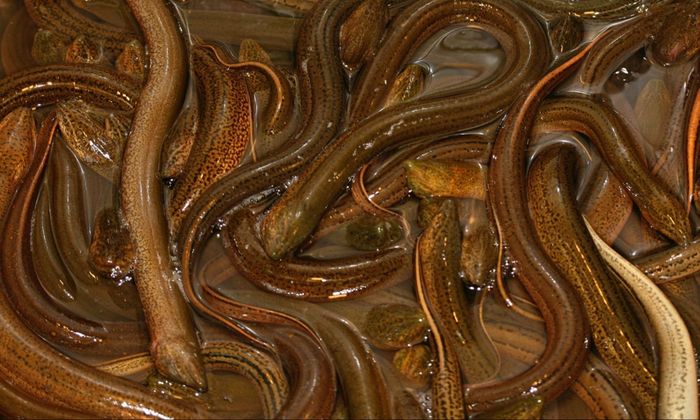 group of slimy eels