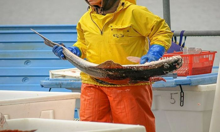 an angler holding a big halibut