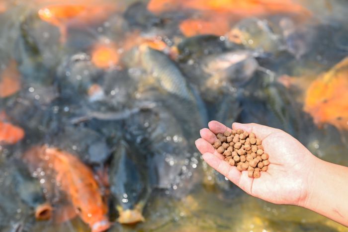 feed-fish-close-up-brown-pellets-feeds-fish-hand-feed-fish-from-feeding-food-water-surface-ponds-water-surface-ponds-fish-farm.jpg