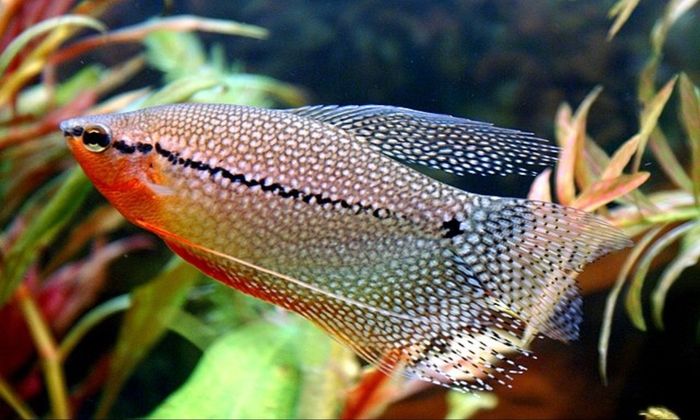 Pearl Gourami