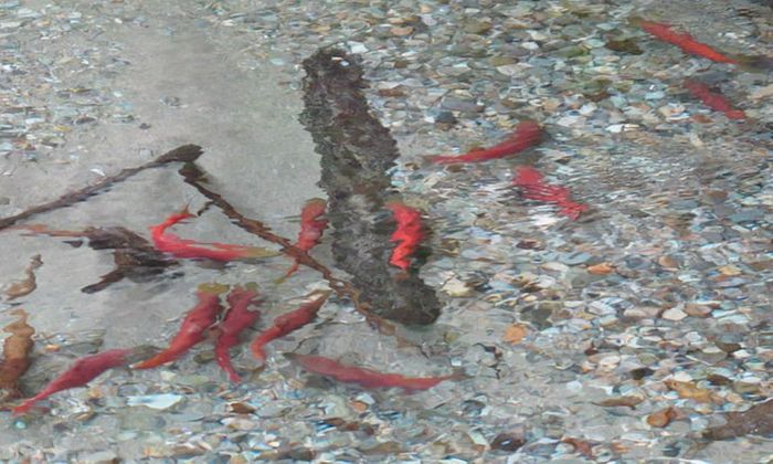trout spawning